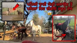 First time riding experience 🥵// Before riding watch this video ‼️⚠️#horse #riding #marwadi