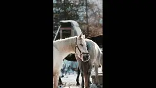 White Horse in Gentle Snowfall | Peaceful Winter Nature Reel