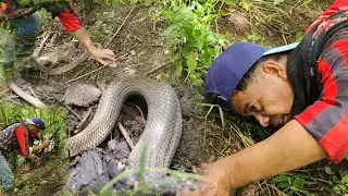 Kumpol ng cobra sa lumang poste ng kuryente 