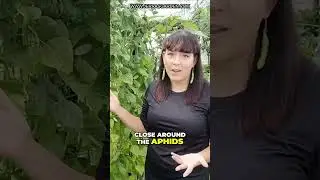 How to Get Rid of Aphids Naturally: Effective Methods