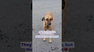 #homelessdogs #animalrescue #animallover #helpfordogs #adoptlove