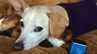 Pet Acoustics Dogs with Pet Tunes