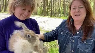 Fun With Bunnies Part 1 | French Angora Rabbits at Heartsong Rabbitry