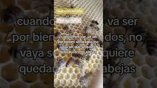 #abejas #miel #apiario #naturaleza #apicultura #bee #natural #plantas #jardin