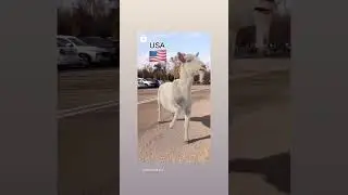 kulgili videolar