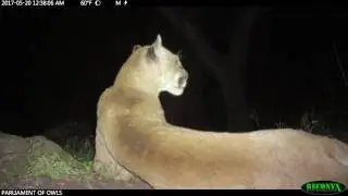 Coexisting With Mountain Lions