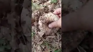 Russula delica ko&ccedil;ak mantarını tanıyalım