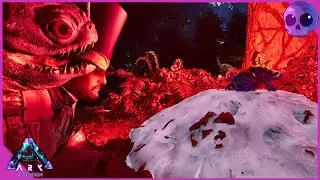 I ALMOST TAMED The *NEW* Cosmo Jumping Spider on Aberration [EP02]