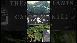 700 Deadliest Plants😱🚫 #knowledge #facts #factsinhindi #deadliest #shorts