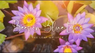 Bees on Blue Lotus Flowers | Calm | Focus | Meditation | Relaxation