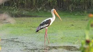 Painted stork in the Pond || Yellow - billed stork || Milky stork || Bird Sightings