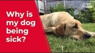 9 Obvious Signs Your Dog is Begging for Help