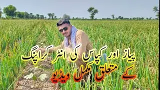 Cotton and onion intercropping | discussion about cotton and onion |