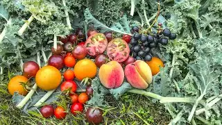 PANEN BUAH & SAYUR di KEBUN