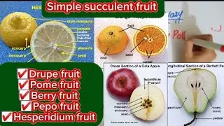 Simple succulent fruit|Drupe fruit|Pome fruit|Berry fruit|Pepo fruit|Hesperidium fruit