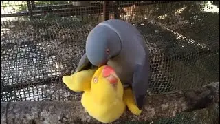 Ringneck parrot mating 🦜❤️