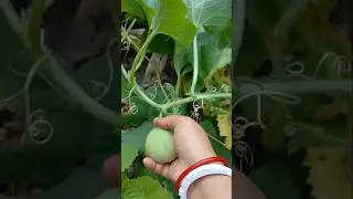 I Grew Tinda In My Garden#shorts