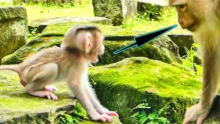 Baby Monkey Lumi Gets First Jumping Lesson from Mommy Linda! Too Scared to Leap Alone