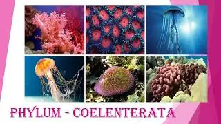 Phylum Coelenterata (Cnidaria) : Animal Classification 2