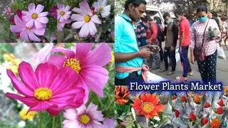 Galiff Street Flower Plants Market In Kolkata West Bengal Visit & Prices Of Different Flower Plants