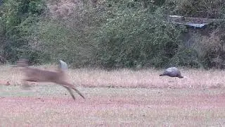 Turkey Reeler Decoy bringing in a Deer. An amusing little bit of fun. The deer just wanted to play.