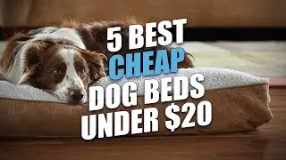 5 Best Cheap Dog Beds Under $20