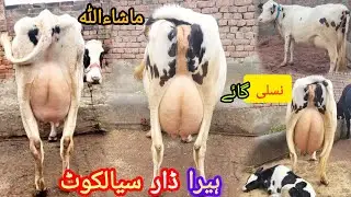 ماشاءاللہ ہیرا ڈار سیالکوٹ کی خوبصورت سجر گائے برائےفروخت 27 جنوری 2026 HajiArfazChannel
