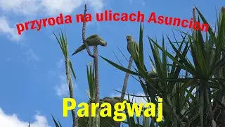 Minuta na ulicy w Asuncion ...   #Paragwaj #Paraguay #Asuncion