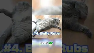 Why You Should NEVER Touch A Cat's Belly!