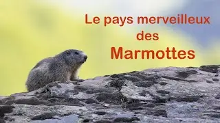 Les Marmottes des Pyrénées à la Réserve Nationale d'Orlu