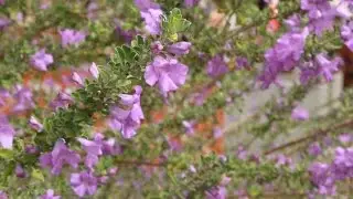 Mojave Desert MVPs (Most Valuable Plants)