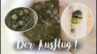 Der Ausflug der K&uuml;ken aus dem Doppelbrut-Nistkasten der Blaumeisen / the chicks fledging day!