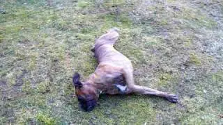 boxer baks