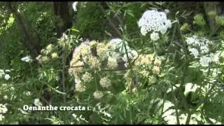 Oenanthe crocata