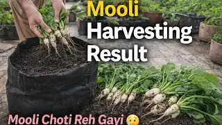 Mooli Harvesting Result 😔 | Patte Bohat Green Lekin Mooli Choti Kyun? | Soil Mistake Explained