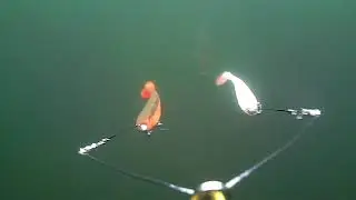 pike following double illex dexter shad uv