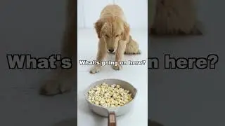 Make popcorn for the dog, but it does not appreciate