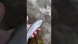 Smoothest release you&rsquo;ve ever seen #flyfishing #utah #fishing #fish #dryfly #nymphing #rainbowtrout
