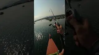 casting toman cirata ,Sambaran monster toman waduk cirata  ☠️‼️ #fishing #mancing #fish