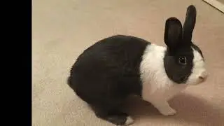 Missing pet bunny returned home