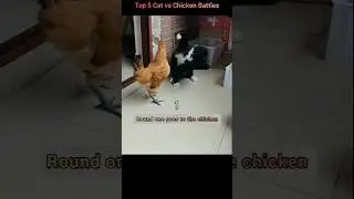 Top 5 Cat vs Chicken 😂😂😂