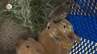 Cat meet bunny for the first time | cute bunny