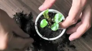 IKEA idee - Hoe verpot je thuis een zaailing