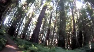Chaney-Drury Trail, Ave of the Giants 08 2011 - 720p.mov