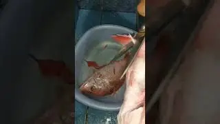 CLEANING BIG RED SNAPPER | MAYA MAYA