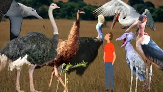 Biggest Birds in the World: Meet 17 Largest Bird Species