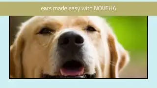 🎯 Stop Itching Fast &mdash;🐶 NOVEHA Dog Hypochlorous Ear Spray for Clean, Healthy Ears.