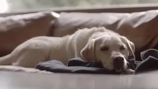 Someone Waits For You At Home, DON'T DRINK & DRIVE   Budweiser Ads