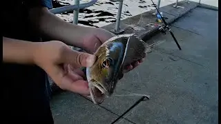 World famous Hathaway Bridge Snapper (mangrove)