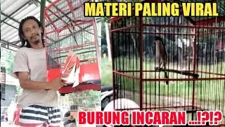 Namanya PENTOL⁉️ Cendet VIRAL Tembakan GANAS TENGKEK SUPER PANJANG Tembus GEREJA NGAKAK || MEWAH